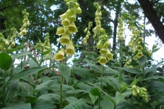 Digitalis grandiflora (Yellow Foxglove)