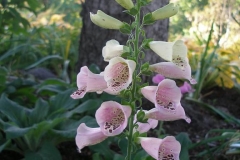 Digitalis purpurea (Foxy Foxglove)
