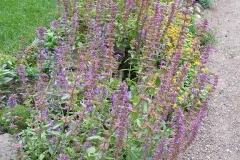 Dracocephalum nutans (Dragons Head)