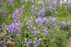 Dracocephalum ruyschianum (Dragon's Head)