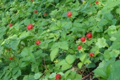 Duchesnea indica (Mock Strawberry)