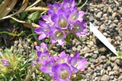 Edrianthus graminifolius (Grassybells)