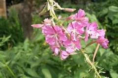 Epilobium angustifolium (Fireweed)
