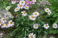 Erigeron leiomerus