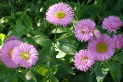 Erigeron x 'Pink Jewel' (Fleabane)