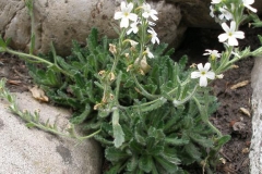 Erinus alpinus [Alpine  Balsam]