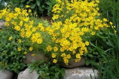 Eriophyllum lanatum (Wooly Sunflower)