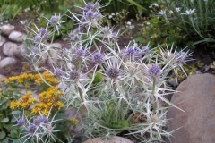 Eryngium glaciale [Alpine Sea Holly]
