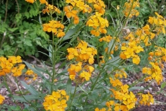 Erysimum allionii [Siberian Wallflower]