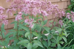 Eupatorium purpureum (Joe Pye Weed)