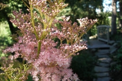 Filipendula rubra (Venusta Meadowsweet)