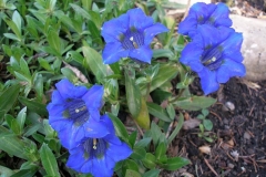 Gentiana acaulis (Spring Gentian)