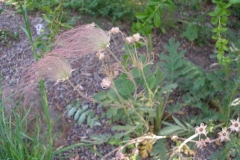Geum triflorum (Three flowered Avens)