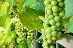 Vitis Vinifera aka common grape vine at Reader Rock - behind Nana's garden