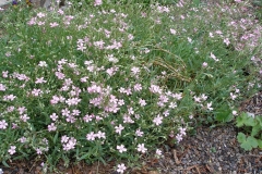 Gypsophila repens (Creeping Baby's Breath)