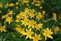 Hemerocallis sp. (Daylily)
