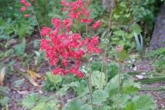 Heuchera sanguinea 'Splendens' (Coral Bells)