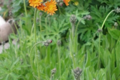 Hieracium aurantiacum (Hawkweed)