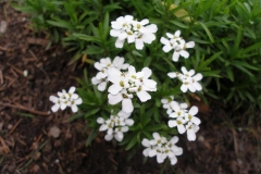 Iberis sempervivum (Candytuft)
