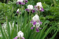 Iris germanica