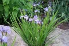 Iris setosa arctica