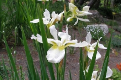 Iris sibirica 'Snow Queen'