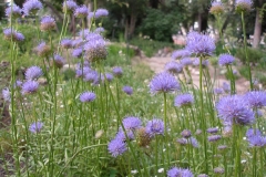 Jasione montana