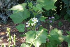 Kitaibela vitifolia (Russian Hollyhock)