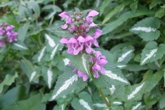Lamium maculatum