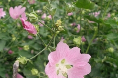 Lavatera thurigiensis