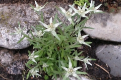 Leontopodium alpinum (Edelweiss)