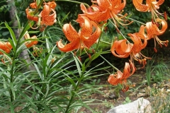 Lilium davidii