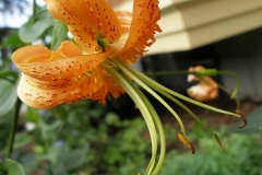 Lilium henryi
