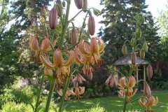 Lilium martagon