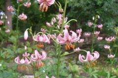 Lilium martagon