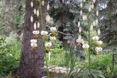 Lilium martagon