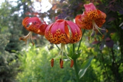 Lilium pardalinum