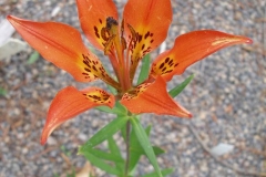 Lilium philadelphicum