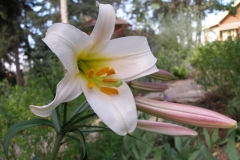 Lilium regale