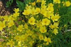 Linum flavum (Yellow Flax)