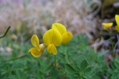 Lotus corniculatus (Bird's Foot Trefoil)