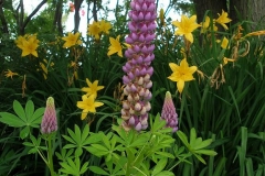 Lupinus 'Russell hybrids' (Lupine)