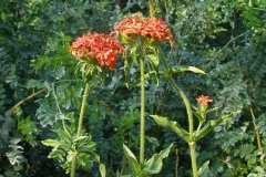 Lychnis chalcedonica (Maltese Cross)