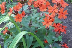 Lychnis x arkwrightii