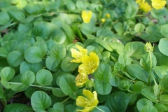 Lysmachia nummularia (Creeping Jenny)