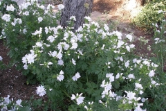 Malva moschata