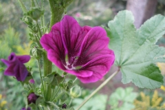 Malva sylvestris (Striped Mallow)