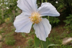 Meconopsis betonicifolia (Himalayan Blue Poppy)