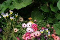 Mesembryanthemum crystallinum (Ice Plant)