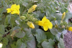 Mimulus guttatus (Monkey Flower)